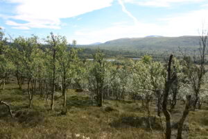 Mot Gjettjønna og Sålekinna